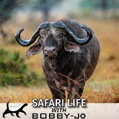 Ep11: He’s Back: The Buffalo Outside My Tent