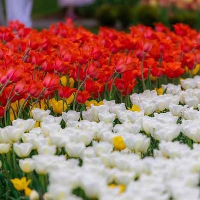 Windmill Island Tulips & More