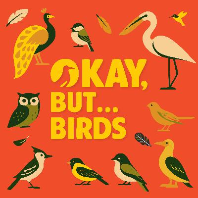 Trailer — Okay, But... Birds