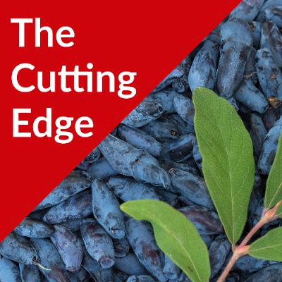 Episode #51: Honeyberry (aka Haskap) Production