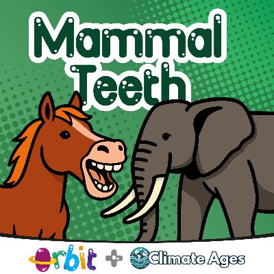 Mammal teeth: Elephants, whales, humans and more!