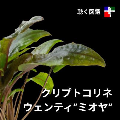クリプトコリネ・ミオヤの謎:突然溶ける水草の生存戦略と、隠された絶滅の危機 クリプトコリネ・ミオヤの謎:突然溶ける水草の生存戦略と、隠された絶滅の危機