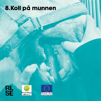 Koll på munnen Koll på munnen