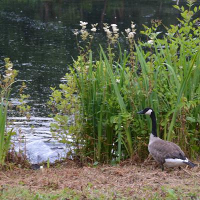 Aflevering 6: Canadese gans Aflevering 6: Canadese gans