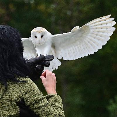 01.12.2016: Die Falknerei wird immaterielles UNESCO-Kulturerbe 01.12.2016: Die Falknerei wird immaterielles UNESCO-Kulturerbe