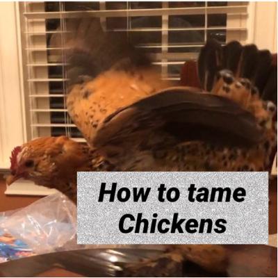How to tame Chickens