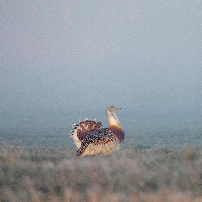 Fan der Wildnis - Paul Wernicke folgt dem Ruf der Vögel