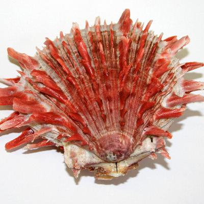 El Spondylus en la historia andina