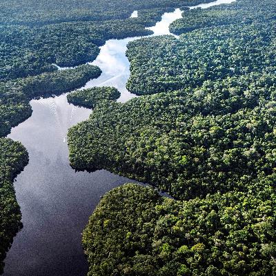 COP30: Push für den TFFF - Push für Verhandlungen auf Klimagipfel?