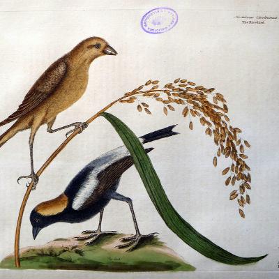 EP 297: Philippines- How the First Head was Taken, The Serpent Eagle, The Tattooed Men, Tilin, The Rice Bird (Cole)