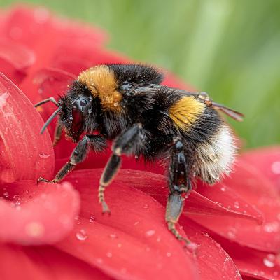 Linneo, el padre de la Naturaleza y del Homo sapiens Linneo, el padre de la Naturaleza y del Homo sapiens