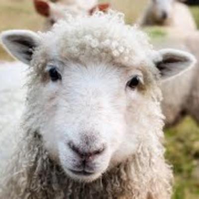 Luke 15 Lost Sheep (David Firth - 30/8/20)