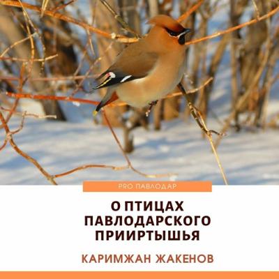 О птицах Павлодарского Прииртышья. Каримжан Жакенов