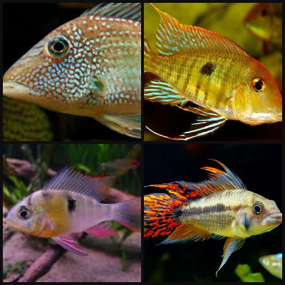 South American Cichlids Part 2: Acaras, Geophagus, and Dwarf Cichlids South American Cichlids Part 2: Acaras, Geophagus, and Dwarf Cichlids