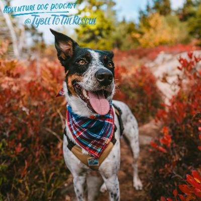 Jen & Tybee @TybeeToTheRescue