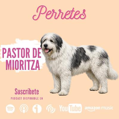 Ep:101 Pastor Miorítico