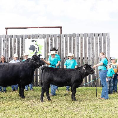 Are You Producing the Best Ribeye?