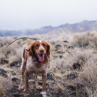 73: Strength Endurance, Speed Training vs Running Volume, and Am I Getting a Bird Dog?