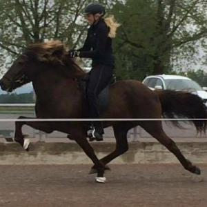 What makes a horse an "elite pace-racer"? Laura Bas Conn What makes a horse an "elite pace-racer"? Laura Bas Conn