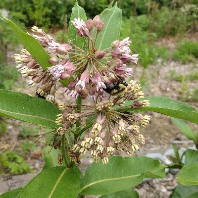 Asclepias - Milkweed Asclepias - Milkweed