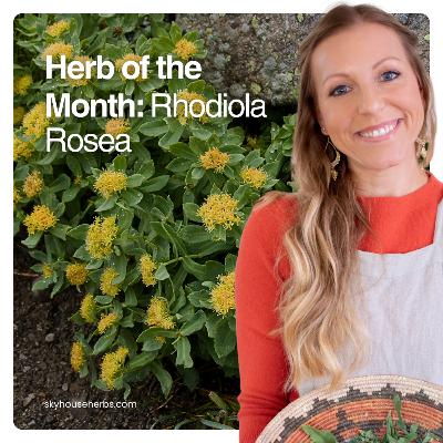 Herb of the Month: Rhodiola Rosea