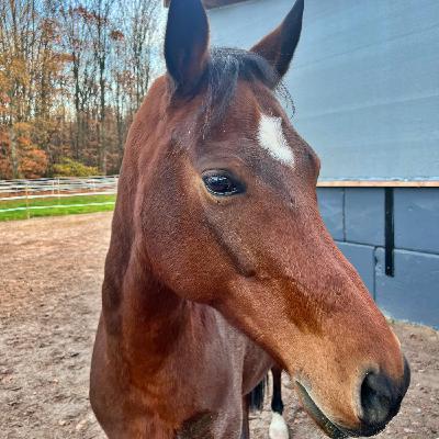 #394 Dieser Trick hilft gegen den Herbstblues im Pferdestall