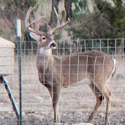 61. 2026 Hunting Plans and Cartridge/Broadhead Survey 61. 2026 Hunting Plans and Cartridge/Broadhead Survey