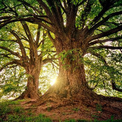 The Memory Forest: A Guided Sleep Story for Reflection & Healing The Memory Forest: A Guided Sleep Story for Reflection & Healing