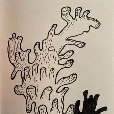 Soy buzo profesional