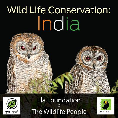 S2 - E8 - Animals In Indian Culture - Tiger