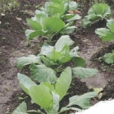 Construyendo Agroecología en Huancavelica, Perú