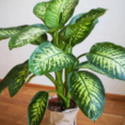 Plantas que não precisam de manutenção