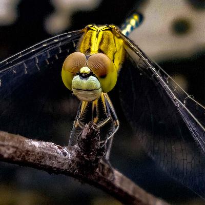 Dragonflies Dragonflies
