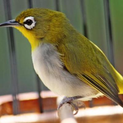 Pleci Bakal Emosi Dan Gacor Ngalas