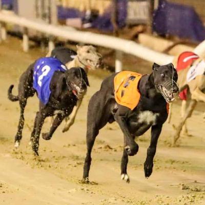 Chairman of the Irish Greyhounds Owners & Breeders Federation reacts to Greyhound Action Ireland calling for Government to end greyhound racing subsidies