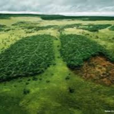 La deforestación y contaminación