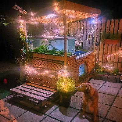 Episode 4 - Keeping Fancy Goldfish Outside Over Winter!