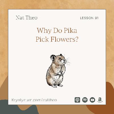 Why Do Pika Pick Flowers? Lesson 91
