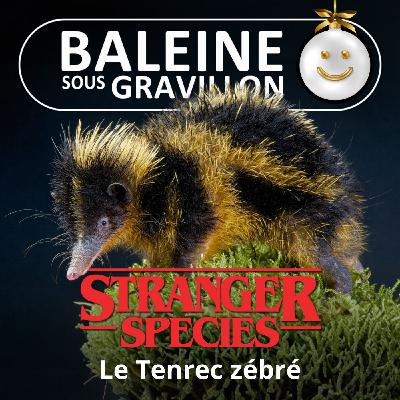 STRANGER SPECIES 4/12 : Le Tenrec zébré... "chante" avec ses piquants !