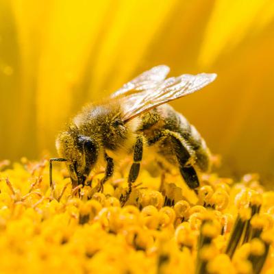 Where would we bee without bees?