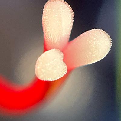 Banner of Love Banner of Love