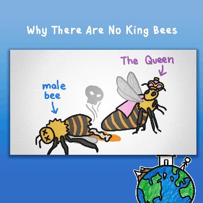 Why There Are No King Bees