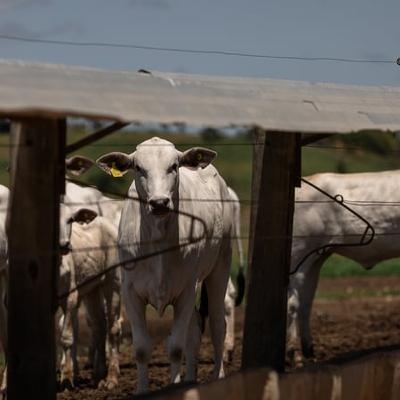 IFJ probe 'undermines' EU-Mercosur trade deal, says IFA