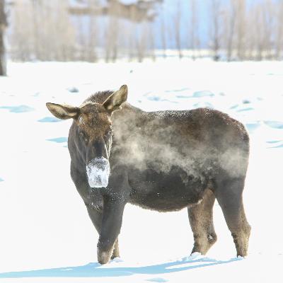 This Week In Yellowstone: February 19th to February 25th, 2026
