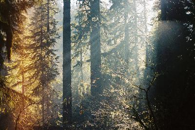 Podcast #15: Finding Inspiration and Clarity in Nature — With Matt from Fog Chaser