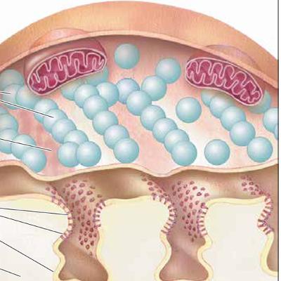 The Synapse Unlocked: From Thumbtacks to Thought: The Electrical Pathway (Section 1) The Synapse Unlocked: From Thumbtacks to Thought: The Electrical Pathway (Section 1)