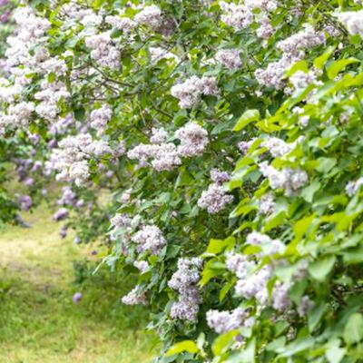 What Are Common Lilacs: Definition, Meaning, and Complete Guide to the Lilac Flower Plant and Bush from Bloom Ranch of Acton