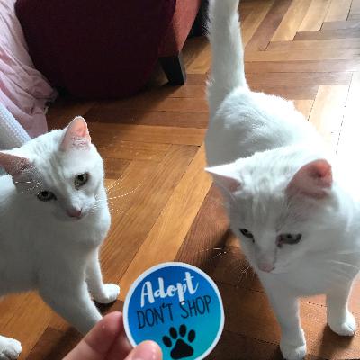 #21 Milla erzählt, wie sie ihre Katzen adoptiert hat 🫶🏽🐈