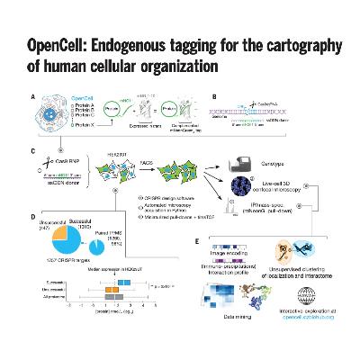 105-OpenCell: 绘制人类细胞组织图谱