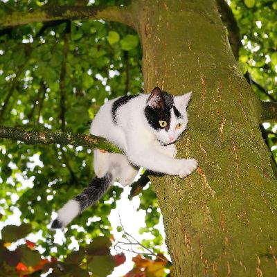 Comment réagir si votre chat est coincé dans un arbre ? Comment réagir si votre chat est coincé dans un arbre ?
